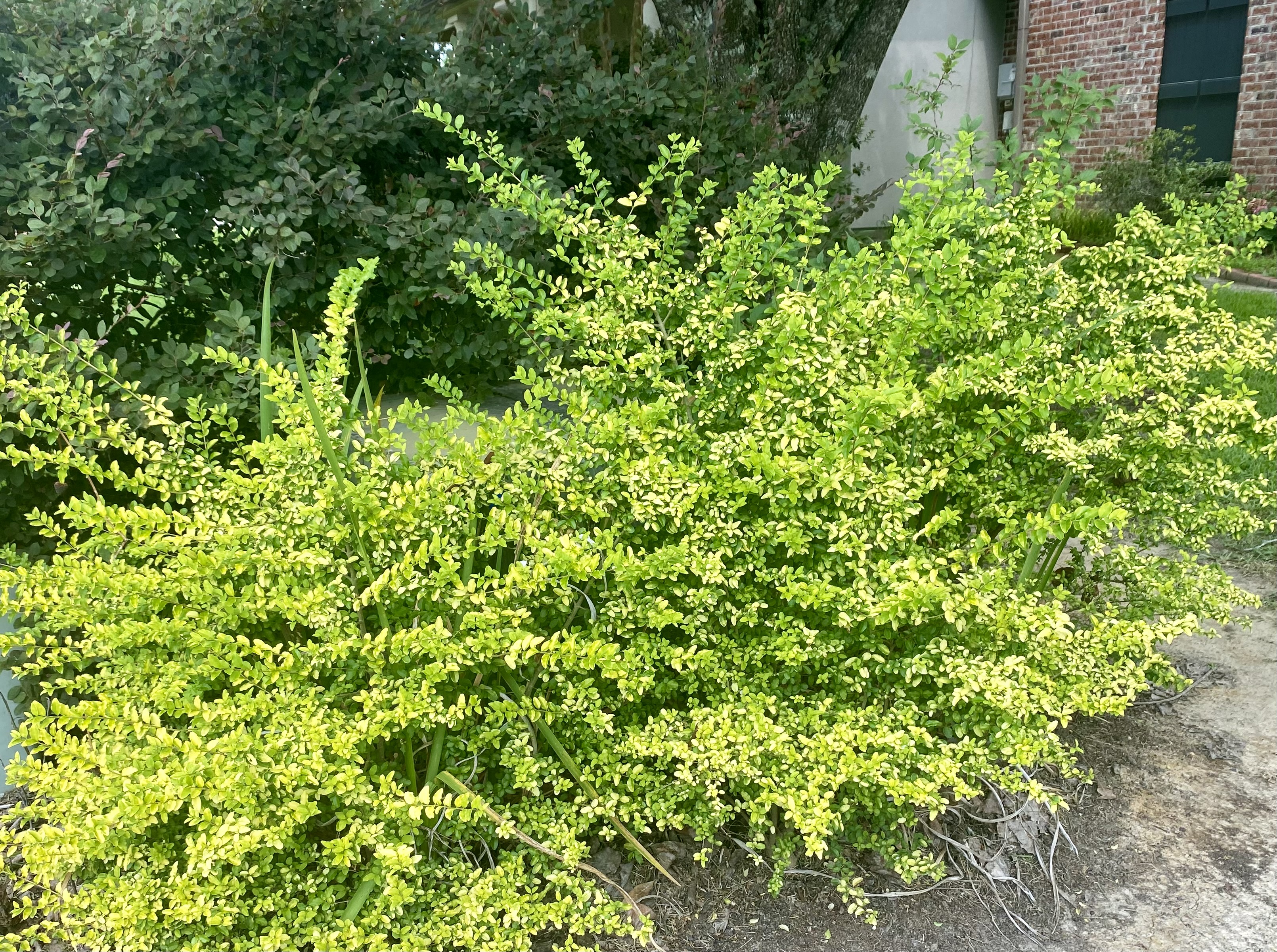 Plant with yellow foliage.